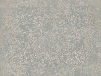 Nyiri Wallcovering